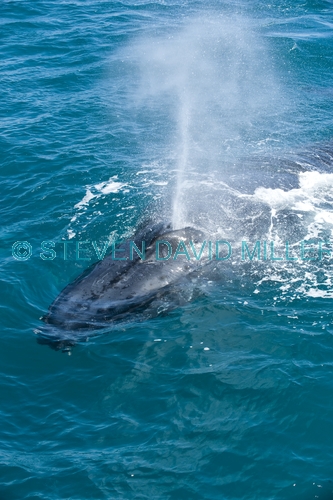 humpback whale;megaptera novaeangliae;humpback whale surfacing;humpback whale exhaling;hervey bay;queensland;whale exhaling;whale blowhole;whale breathing;whale watching;hervey bay whale watching;humpback whale watching