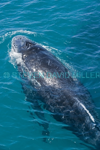 humpback whale;megaptera novaeangliae;humpback whale surfacing;humpback whale top of head;humpback whale tubercles;hervey bay;queensland;whale watching;hervey bay whale watching;humpback whale watching