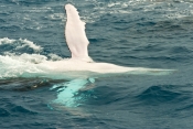 humpback-whale;megaptera-novaeangliae;humpback-whale-tale-slapping-pectoral-fin;humpback-whale-pecto