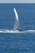 humpback-whale;megaptera-novaeangliae;humpback-whale-pectoral-fin;whale-pectoral-fin;hervey-bay;quee