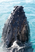 humpback-whale;megaptera-novaeangliae;humpback-whale-spyhopping;humpback-whale-top-of-head;humpback-