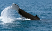humpback-whale;megaptera-novaeangliae;humpback-whale-tail-slapping;humpback-whale-tail;whale-tail;he