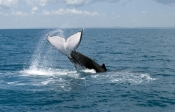 humpback-whale;megaptera-novaeangliae;humpback-whale-tale-slapping;humpback-whale-tail;humpback-whal