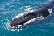 humpback-whale;megaptera-novaeangliae;humpback-whale-surfacing;humpback-whale-blowhole;hervey-bay;qu