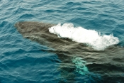 humpback-whale;megaptera-novaeangliae;humpback-whale-exhaling;humpback-whale-blowhole-bubbles;humpba
