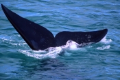 southern-right-whale-picture;southern-right-whale;right-whale;eubalaena-australis;southern-right-wha