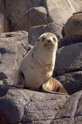 australian-fur-seal;fur-seal;seal;wild-seal;Arctocephalus-pusillus-doriferus;arctocephalus-pusillus;