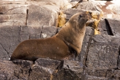 australian-fur-seal;fur-seal;seal;wild-seal;Arctocephalus-pusillus-doriferus;arctocephalus-pusillus;