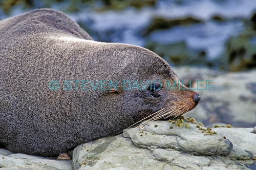 new zealand fur seal;fur seal;seal;new zealand seal;Arctocephalus forsteri;kaikoura;kaikoura seal colony;new zealand fur seal colony at kaikoura;marine mammal;new zealand marine mammal