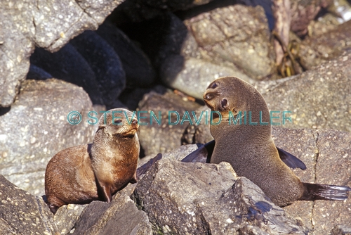 new zealand fur seal picture;new zealand fur seal;fur seal;arctocephalus forsteri;fur seal looking in camera;new zealand seal;cape foulwind fur seals;westport;marine mammals;south island;new zealand;steven david miller