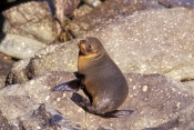 new-zealand-fur-seal-picture;new-zealand-fur-seal;fur-seal;arctocephalus-forsteri;fur-seal-looking-i
