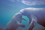 manatee-picture;manatee;west-indian-manatee;florida-manatee;manatee-springs;manatee-state-park;centr