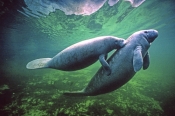 manatee-picture;manatee;west-indian-manatee;florida-manatee;manatee-springs;manatee-state-park;centr