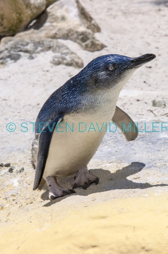 little penguin picture;little penguin;fairy penguin;smallest penguin species;eudyptula minor;australia penguin;little penguin standing;perth zoo;western australia;species of least concern;steven david miller;natural wanders
