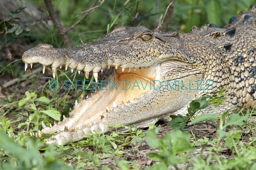 esturine crocodile picture;estuarine crocodile;saltwater crocodile;crocodile;crocodylus porosus;man-eating crocodile;dangerous crocodile;australian crocodile;crocodile lying in sun;crocodile with mouth open;crocodile out of water;crocodile head;crocodile teeth;crocodile mouth;eye contact;corroboree billabong;mary river;mary river wetland;northern territory;australia;steven david miller