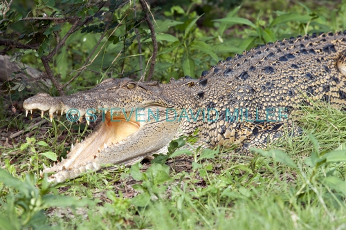 estuarine crocodile picture;estuarine crocodile;saltwater crocodile;crocodile;crocodylus porosus;man-eating crocodile;dangerous crocodile;australian crocodile;crocodile lying in sun;crocodile with mouth open;crocodile out of water;crocodile head;crocodile teeth;crocodile mouth;eye contact;corroboree billabong;mary river;mary river wetland;northern territory;australia;steven david miller
