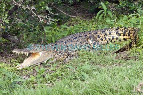 estuarine crocodile picture;estuarine crocodile;saltwater crocodile;crocodile;crocodylus porosus;man-eating crocodile;dangerous crocodile;australian crocodile;crocodile lying in sun;crocodile with mouth open;crocodile out of water;corroboree billabong;mary river;mary river wetland;northern territory;australia;steven david miller