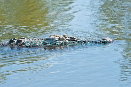 estuarine crocodile picture;estuarine crocodile;saltwater crocodile;crocodile;crocodylus porosus;man-eating crocodile;dangerous crocodile;australian crocodile;crocodile mouth;swimming;crocodile in water;corroboree billabong;mary river;mary river wetland;northern territory;australia;steven david miller