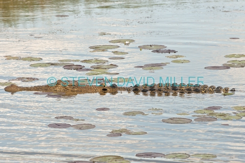estuarine crocodile picture;estuarine crocodile;saltwater crocodile;crocodile;crocodylus porosus;man-eating crocodile;dangerous crocodile;australian crocodile;crocodile mouth;swimming;crocodile in water;corroboree billabong;mary river;mary river wetland;northern territory;australia;steven david miller