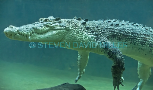 esturine crocodile picture;estuarine crocodile;saltwater crocodile;crocodile;crocodylus porosus;man-eating crocodile;dangerous crocodile;australian crocodile;crocodile underwater;crocodile in aquarium;crocodile in captivity;crocodile in water;australian crocodile;northern territory;australia;steven david miller