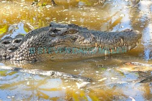 crocodile;estuarine crocodile;saltwater crocodile;crocodylus porosus;man-eating crocodile;dangerous crocodile;crocodile resting in water;hartleys creek zoo;cairns;steven david miller