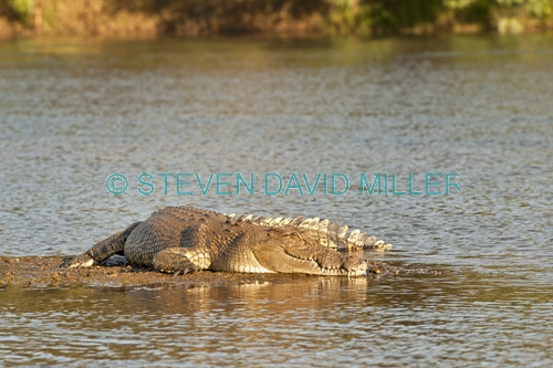 estuarine crocodile picture;saltwater crocodile picture;estuarine crocodile;saltwater crocodile;crocodylus porosus;man-eating crocodile;dangerous crocodile;crocodile lying in sun;crocodile sleeping;ord river;lower ord river;kununurra;the kimberley;kimberley;kimberley river;steven david miller