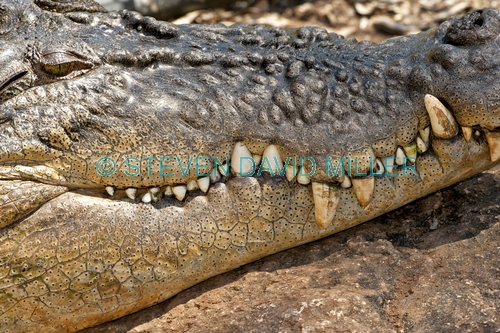 crocodile;estuarine crocodile;saltwater crocodile;crocodylus porosus;man-eating crocodile;dangerous crocodile;crocodile lying in sun;crocodile head shot;crocodile mouth;crocodile teeth;crocodile snout;crocodile closeup;the rainforest station;kuranda;queensland;australian crocodile;australian reptile;horizontal picture of a crocodile;crocodile teeth;teeth
