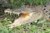 esturine-crocodile-picture;estuarine-crocodile;saltwater-crocodile;crocodile;crocodylus-porosus;man-