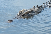 estuarine-crocodile-picture;estuarine-crocodile;saltwater-crocodile;crocodile;crocodylus-porosus;man