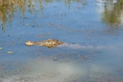 estuarine-crocodile-picture;estuarine-crocodile;saltwater-crocodile;crocodile;crocodylus-porosus;man