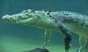 esturine-crocodile-picture;estuarine-crocodile;saltwater-crocodile;crocodile;crocodylus-porosus;man-