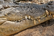 crocodile;estuarine-crocodile;saltwater-crocodile;crocodylus-porosus;man-eating-crocodile;dangerous-