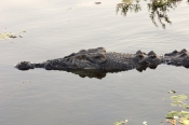 estuarine-crocodile;saltwater-crocodile;australian-crocodile;crocodylus-porosus;estuarine-crocodile-
