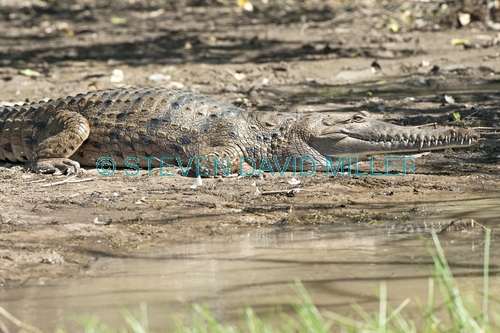 freshwater crocodile picture;freshwater crocodile;johnston's crocodile;johnstons crocodile;crocodile;australian crocodile;crocodile lying in sun;crocodile out of water;corroboree billabong;mary river;mary river wetland;northern territory;australia;steven david miller