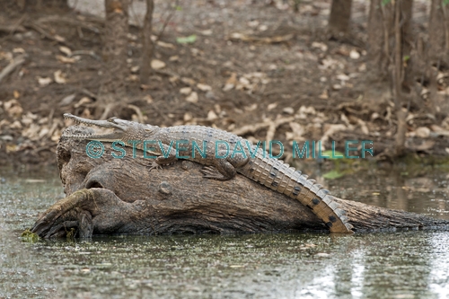 freshwater crocodile picture;freshwater crocodile;johnston's crocodile;johnstons crocodile;crocodile;australian crocodile;crocodile lying in sun;crocodile out of water;australian crocodile;corroboree billabong;mary river;mary river wetland;northern territory;australia;steven david miller