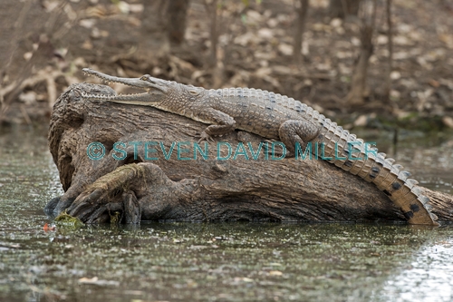freshwater crocodile picture;freshwater crocodile;johnston's crocodile;johnstons crocodile;crocodile;australian crocodile;crocodile lying in sun;crocodile out of water;australian crocodile;corroboree billabong;mary river;mary river wetland;northern territory;australia;steven david miller