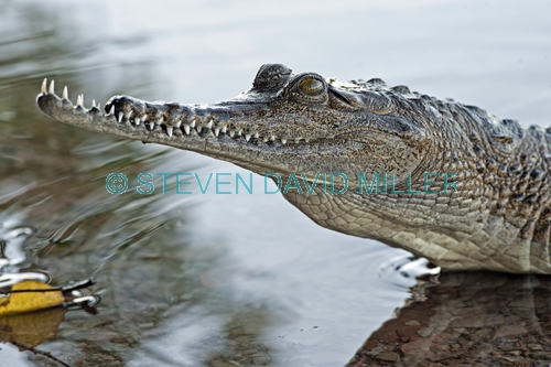 freshwater crocodile picture;freshwater crocodile;johnston's crocodile;crocodylus johnstoni;australian crocodile;crocodile close up;crocodile jaw;crocodile teeth;crocodile eye;australian crocodile;australian reptile;kununurra;lake kununurra;steven david miller