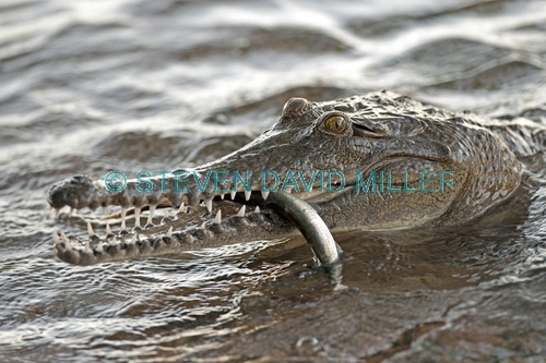 freshwater crocodile picture;freshwater crocodile;johnston's crocodile;crocodylus johnstoni;australian crocodile;crocodile close up;crocodile jaw;crocodile eating a fish;australian crocodile;australian reptile;kununurra;lake kununurra;steven david miller