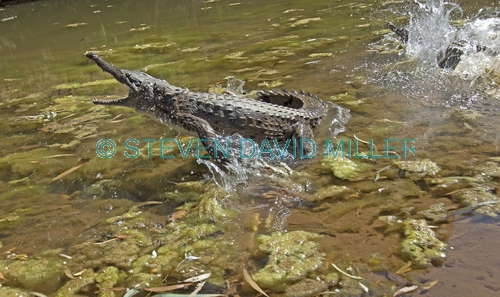 freshwater crocodile;johnstone's crocodile;australian crocodile;crocodile agression;crocodylus johnstoni;windjana gorge national park;the kimberley;western australia;steven david miller