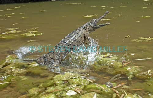 freshwater crocodile;johnstone's crocodile;australian crocodile;crocodile agression;crocodylus johnstoni;windjana gorge national park;the kimberley;western australia;steven david miller