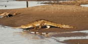 freshwater-crocodile-picture;freshwater-crocodile;johnstons-crocodile;crocodylus-johnstoni;freshwate