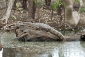 freshwater-crocodile-picture;freshwater-crocodile;johnstons-crocodile;johnstons-crocodile;crocodile;