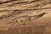 freshwater-crocodile-picture;freshwater-crocodile;johnstons-crocodile;johnstons-crocodile;crocodylus