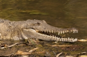 freshwater-crocodile;johnstones-crocodile;johnstones-crocodile;australian-crocodile;crocodile;crocod