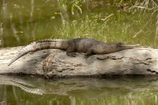 Crocodylus-johnstoni;freshie