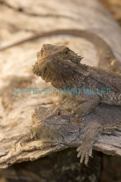 reptile;dragon lizard;poikilotherm;australian reptile;eye contact