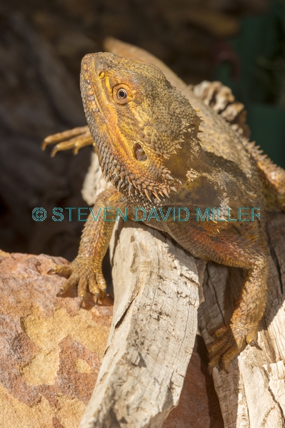 reptile;dragon lizard;poikilotherm;australian reptile