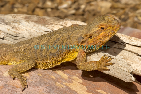 reptile;dragon lizard;poikilotherm;australian reptile;reptile claws