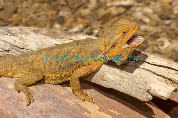 reptile;dragon lizard;poikilotherm;australian reptile;reptile teeth;reptile mouth