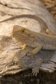 reptile;dragon-lizard;poikilotherm;australian-reptile